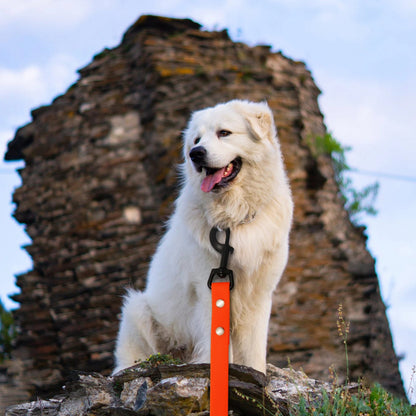Longe Chien | ImperAventur™