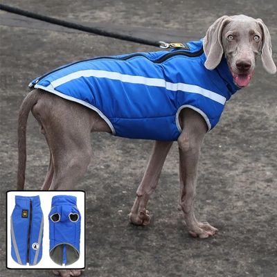 manteau-chien-bleu