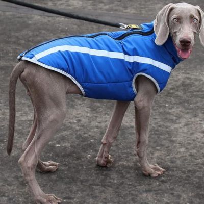 manteau-chien-grande-taille-bleu-chaud-polaire-couture-reflechissante-pepsywoof