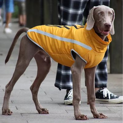 manteau-chien-jaune-design