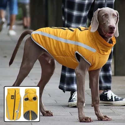 manteau-chien-jaune