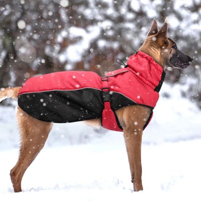 manteau-chien-rouge-design