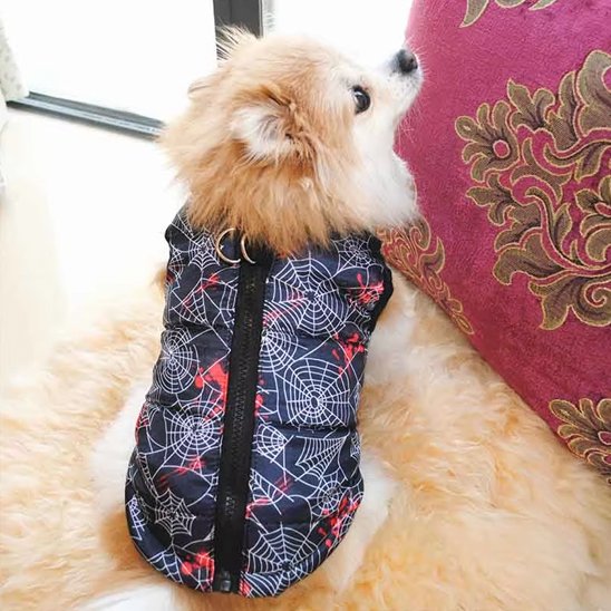 Manteau chien sur spitz motif toile arraignée