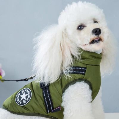 manteau-chien-vert-kaki-caniche-mignon-puppywinter