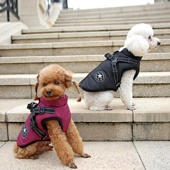 manteau-chien-violet-noir-doux-harnais-integre-puppywinter