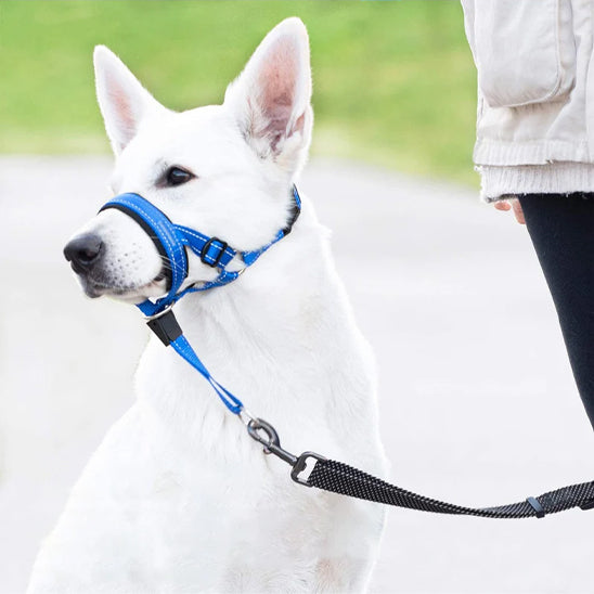 museliere-chien-anti-tirage