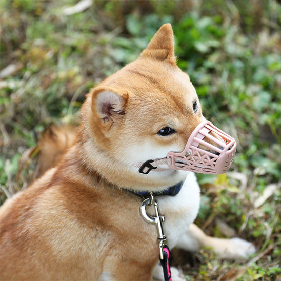 museliere-chien-grande-taille