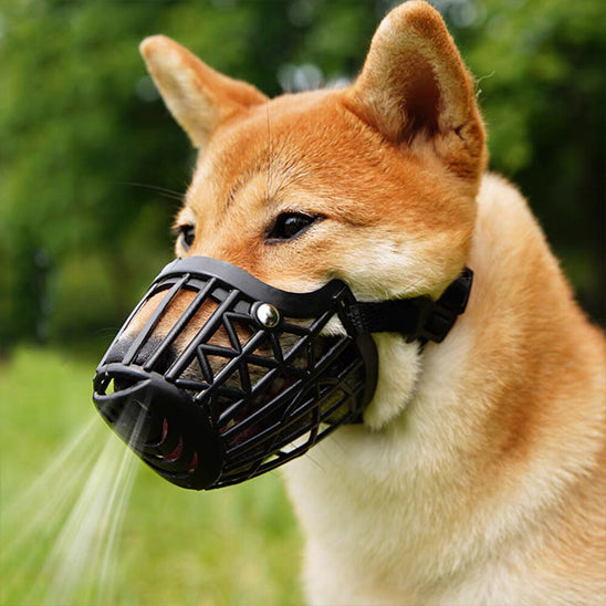 museliere-chien-noire-securite