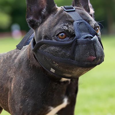 museliere-noire-chien-museau-plat
