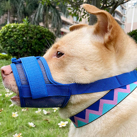 museliere-petit-chien-bleue-fermeture-velcro-muzosecure