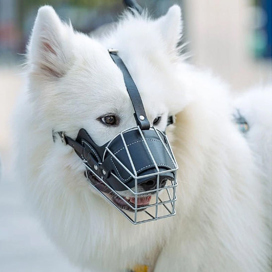 museliere-pour-chien-anti-morsure