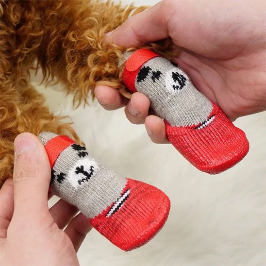 pattes-de-chien-avec-chaussure-chiens-rouge-motifs-ours-mignon