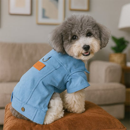 petit chien avec Vetement pour chien bleu style élégant mignon
