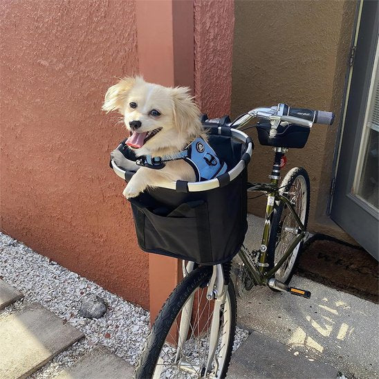 petit chien heureux dans Panier pour chien pour vélo
