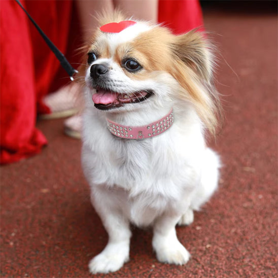 Collier pour chien en cuir | Punkies™