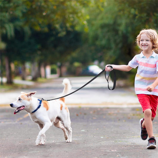Laisse Chien | CaniKool™