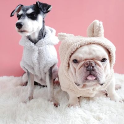 pull-chien-confort