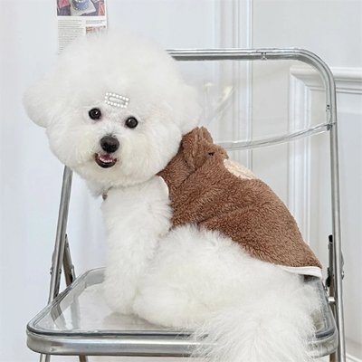 Pull Chien doux marron et caniche assis mignon 