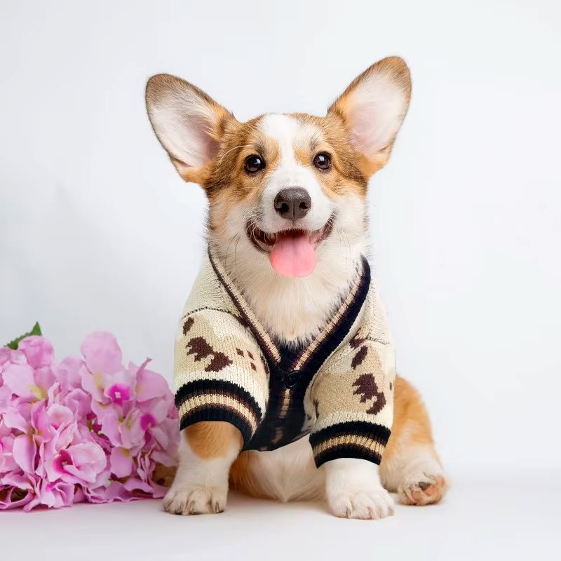 pull-pour-chien-marron-teddypet