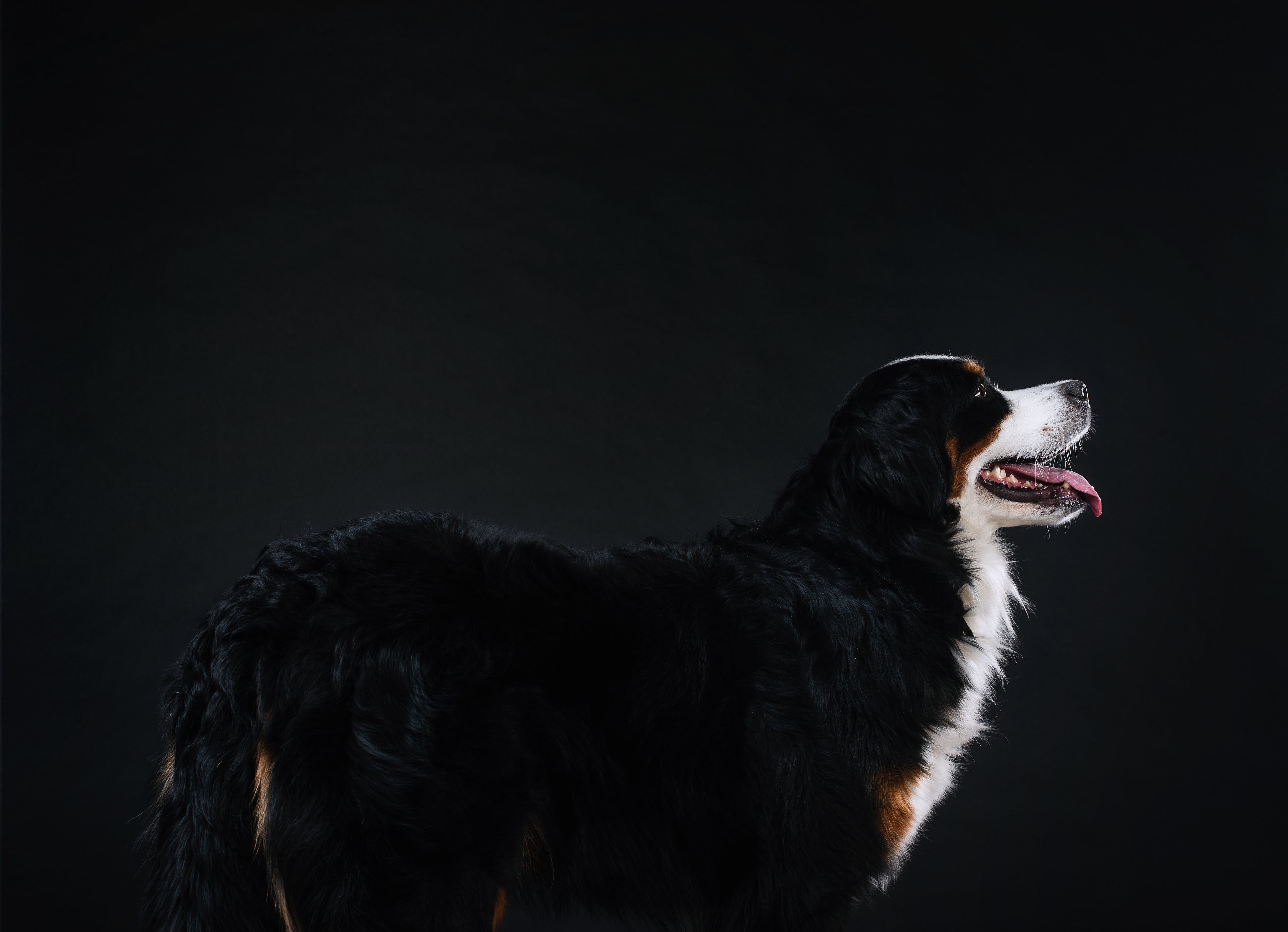 DoggyBowl™  Gourde de voyage confort 3 en 1 - chien – My-doggy