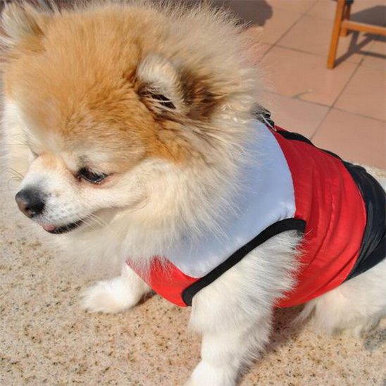 Spitz avec Manteau chien design rouge gris noir chaud