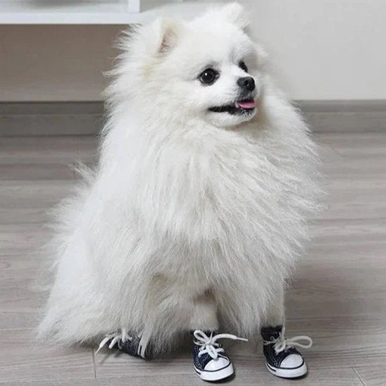 spitz portant des Basket pour Chien noir style sneakers 