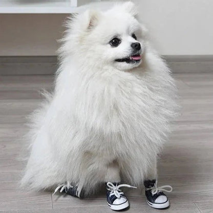 spitz portant des Basket pour Chien noir style sneakers 