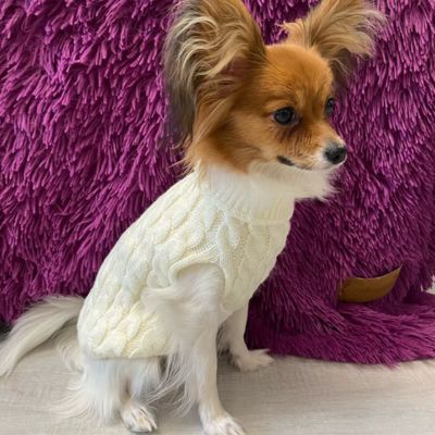 VETEMENT POUR CHEN | Pet-dounet™