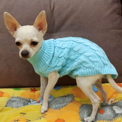 vetement-pour-chien-bleu-chiwawa-petdounet