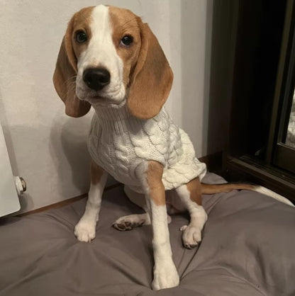 vetement-pour-chien-design-blanc