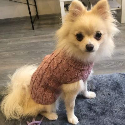 vetement-pour-chien-rose-design