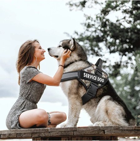 BuddyNess™ | Harnais réfléchissant anti-traction pour animal de compagnie - chien - My-doggy-zen.com